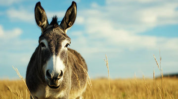 Did you know a donkey actually spoke in the Bible?